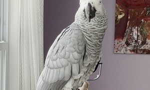 Parrot Left Speechless By Voice Assistant