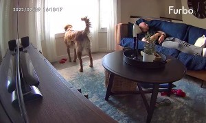 Barking Dog Startles Napper