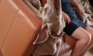 Dog Tries To Find A Comfortable Sleeping Position