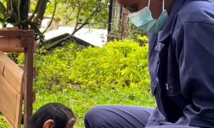 2-year-old chimp rescued after traumatizing experience