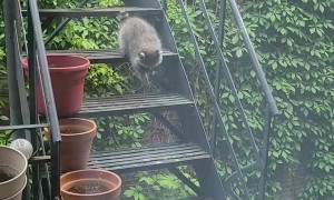 Baby Raccoons Climb Down Stairs