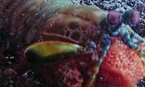 Peacock Mantis Shrimp Carries Her Eggs