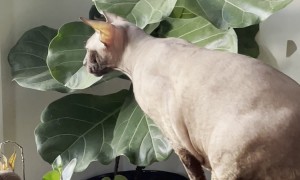 Elegance Isn’t Cabbage’s Forte