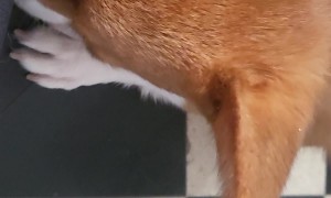 Merlin Tries To Eat A Chip