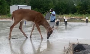 Deer Wants To Be A Construction Worker Too