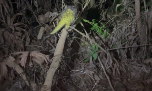Bright Yellow Porcupine Spotted in Amazon Jungle