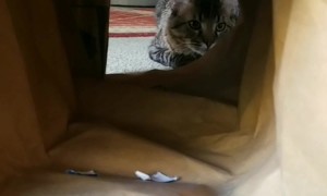 Maine Coon Cat Playfully Pounces At Owner