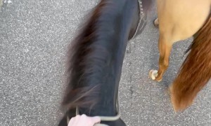 Sneaky Pony Bites Horse and Rider Gets Hit on the Shin