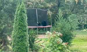 Four Black Bear Cubs Play On Trampoline