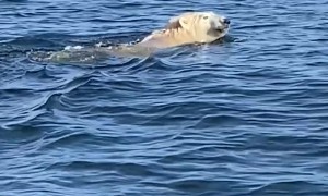 Boaters Pass by a Polar Bear