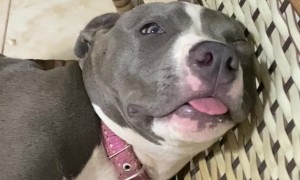 Precious Pitbull Sleeps Soundly on Chair