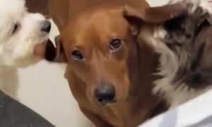 Dachshund Gets An Earful Of Licks