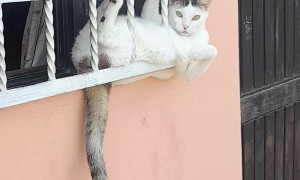 Chill Cat Relaxes in Awkward Position