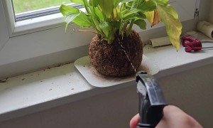 Don't Forget to Water Your Plants and Pup