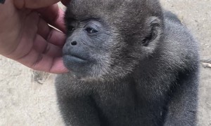Monkey Wants Some Love