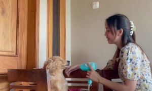 Puppy Falls Asleep During Blow Dry