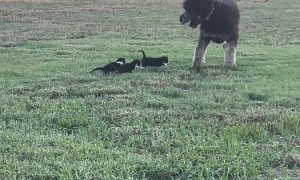 Bernedoodle Plays With Baby Kittens