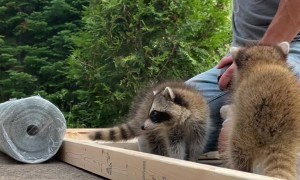 Baby Raccoons Lend a Helping Hand
