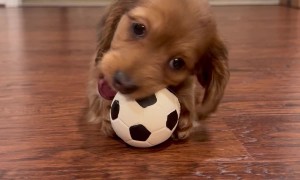 Miniature Dachshund Puppy Plays With Ball