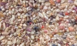 Coquina Clams Shimmy Back Into Place