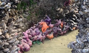 Creatures of the Intertidal Zone