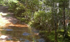 Golden Retriever Lies Down In Mud Pit