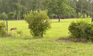 Boxer Gets Zoomies With Neighbor's Horse