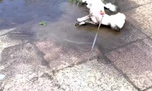 Mischievous Maltese puppy gets totally covered in mud 