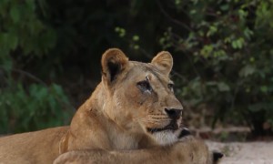 Lion Cubs Cuddles With Mom