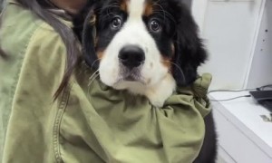 Bernese pup is totally freaked out by vaccine 