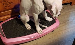 Boxer Puppy Loves Vibration Plate