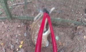 Deer with head stuck in fence freed by police officer