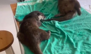 Otters Dance To Dry Themselves