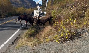 Moose Battle On A Hillside