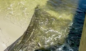 Fish Feeding Frenzy at Boatyard Beach