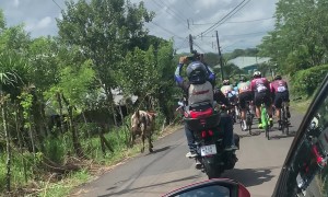 Cow Chases Group of Cyclists