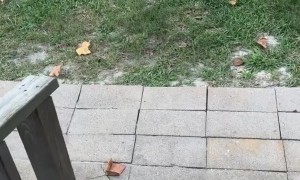 Privacy Fence Gets The Landlord Special