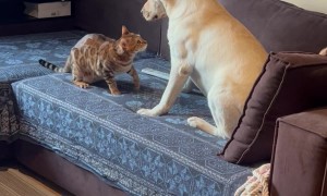 Cat And Dog Play On The Couch
