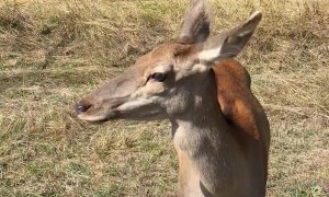 Deer Nearly Gores Man