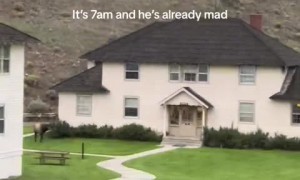 Majestic elk makes eerie bugling sounds during mating season 