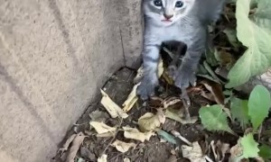 Spicy Kittens Reunited With Nursing Mother