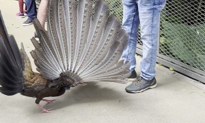 A Very Flirtatious Pheasant