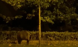 Boar Wanders Streets Of Bucharest