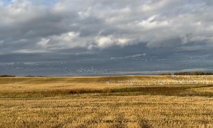 Large Swirling Gaggle Of Geese