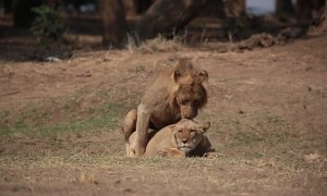 Lion Pair Mate, Fight, And Roar