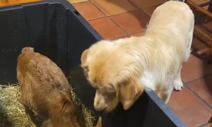 Golden Retriever Shares Toy With Zebu Calf