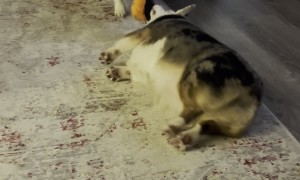 Corgi Drags Sister During Game Of Tug