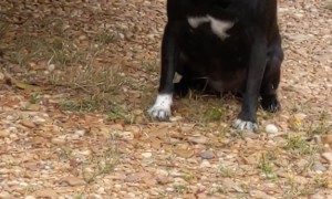 Pug Really Hates Halloween