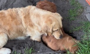 Golden Dogs Dig A Really Deep Hole