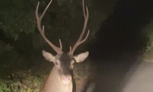Deer Suddenly Turns And Charges Car
